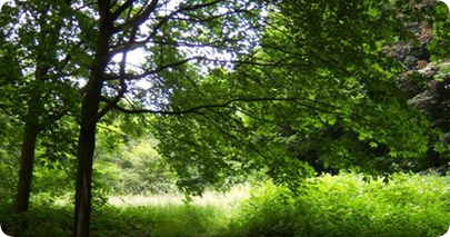 Woodlands Burials