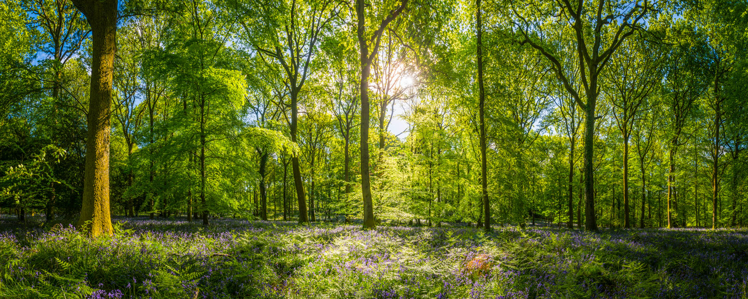 Woodland Burials